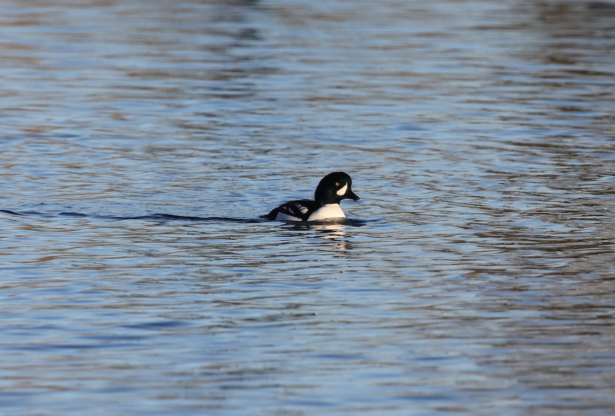 Barrow's Goldeneye - ML646974250