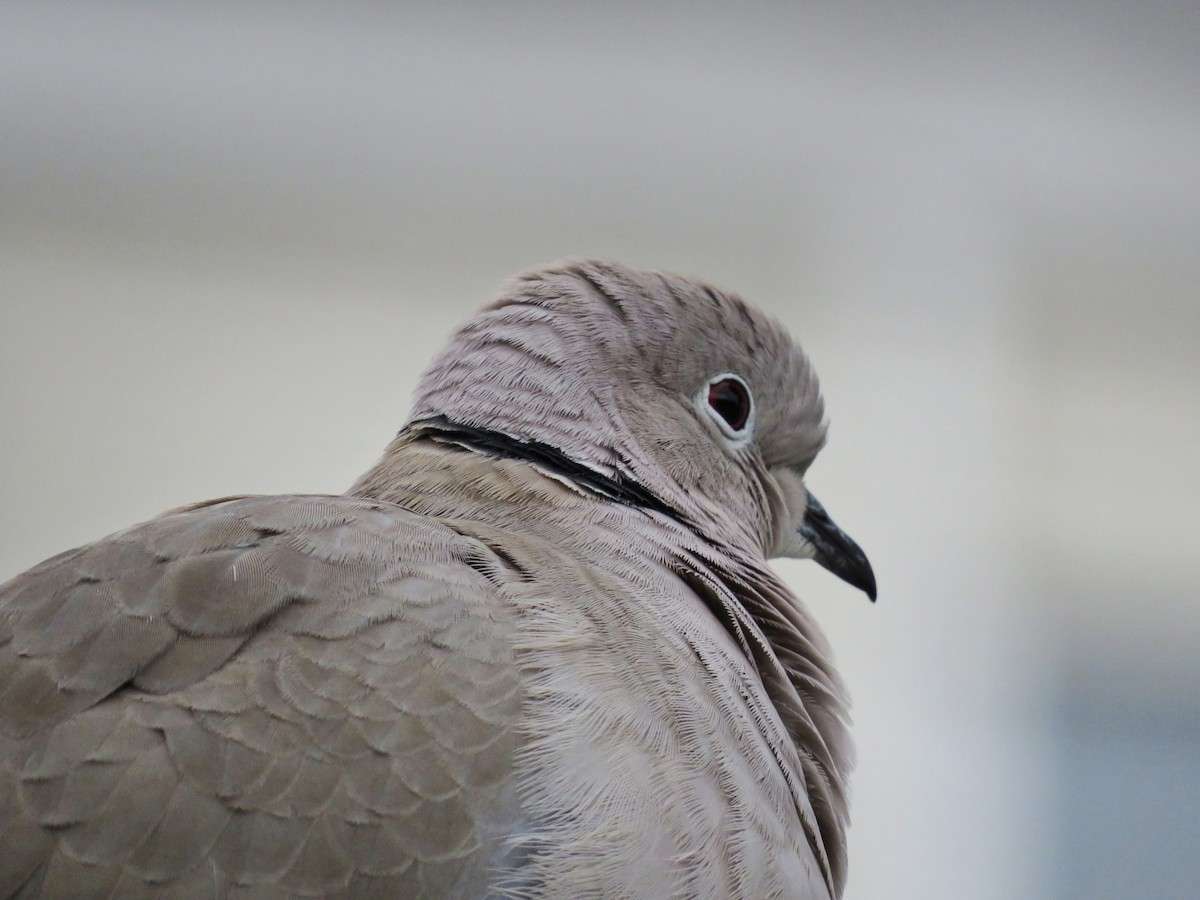 Tourterelle turque - ML646974252