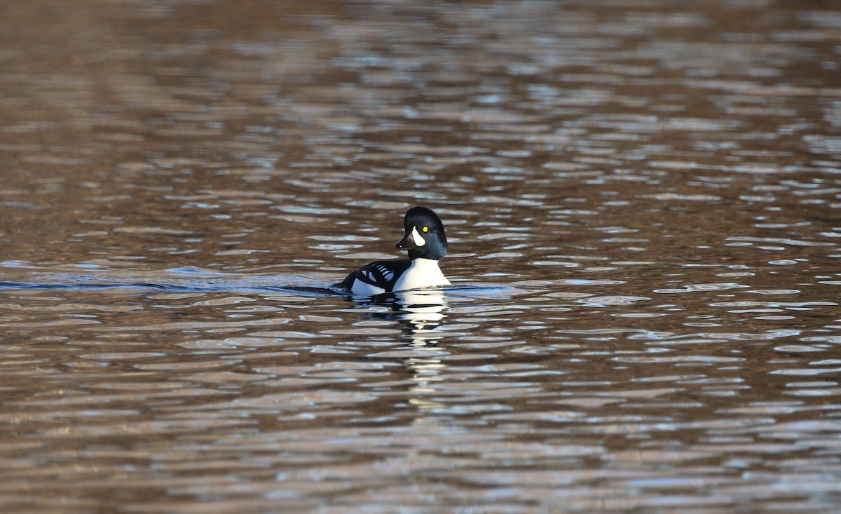 Barrow's Goldeneye - ML646974253