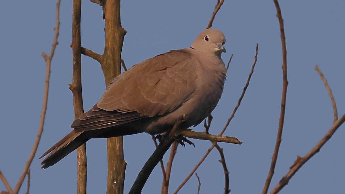 灰斑鳩 - ML646974255