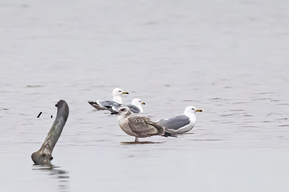 European Herring Gull - ML646974256