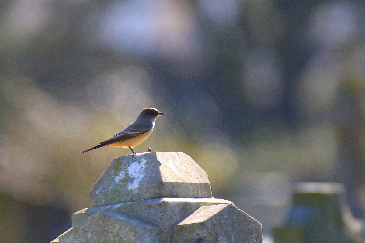 Zimtbauch-Phoebetyrann - ML646974266