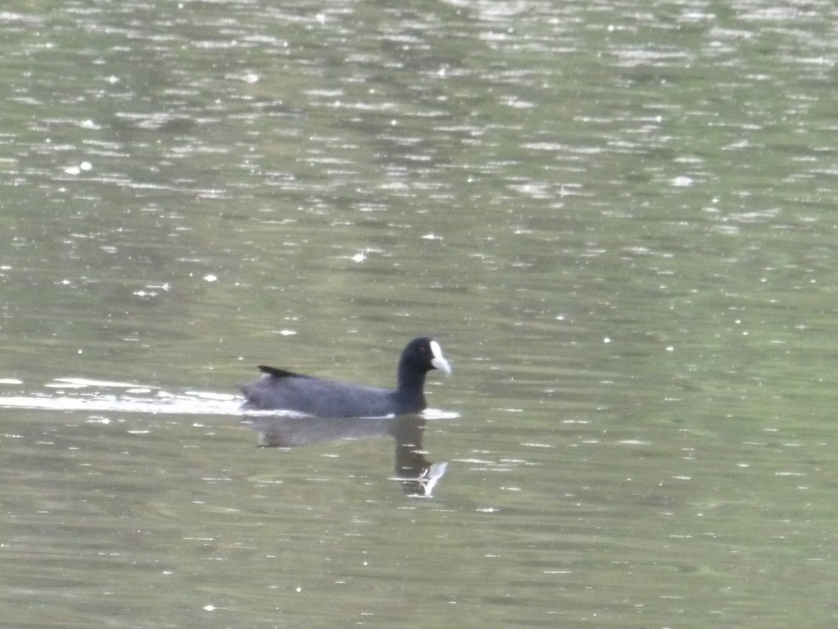 sothøne - ML646974267