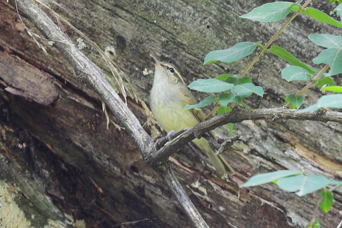 ハシブトムシクイ - ML646974270