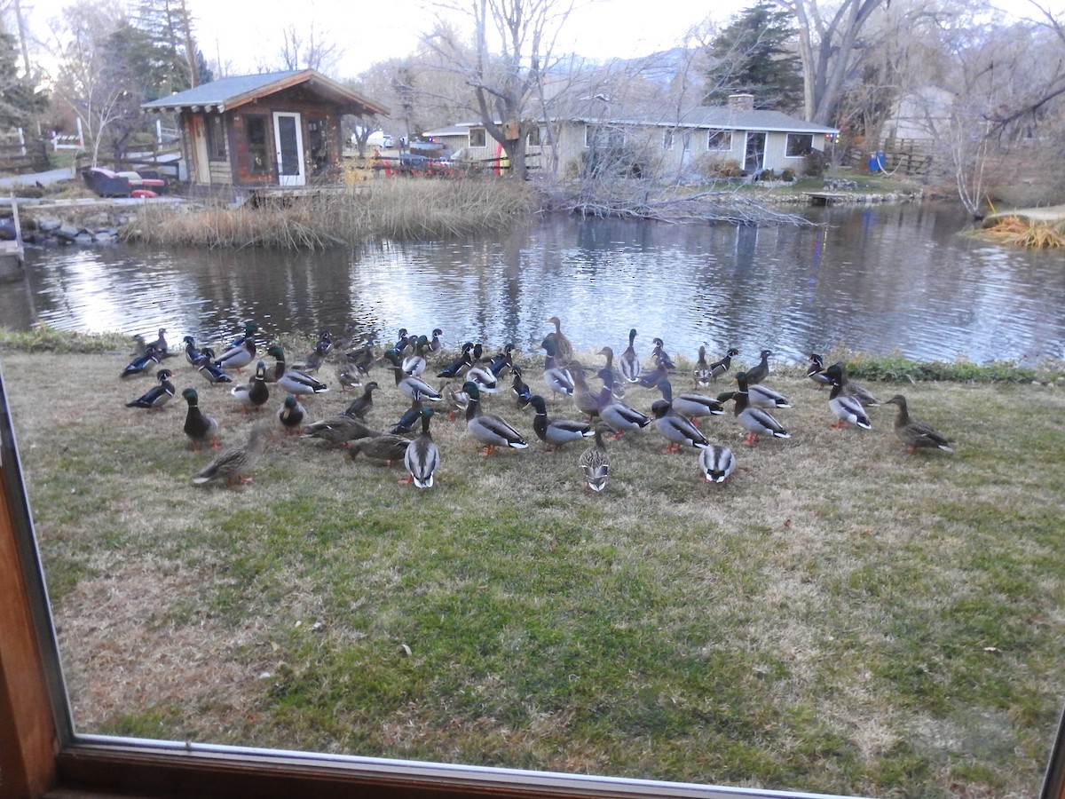 kachnička karolínská - ML646974271