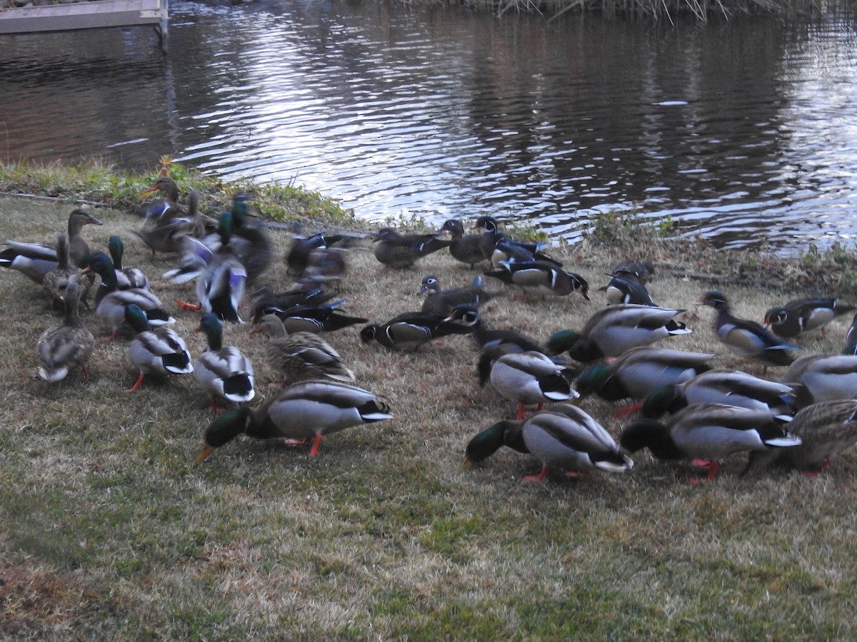 kachnička karolínská - ML646974272