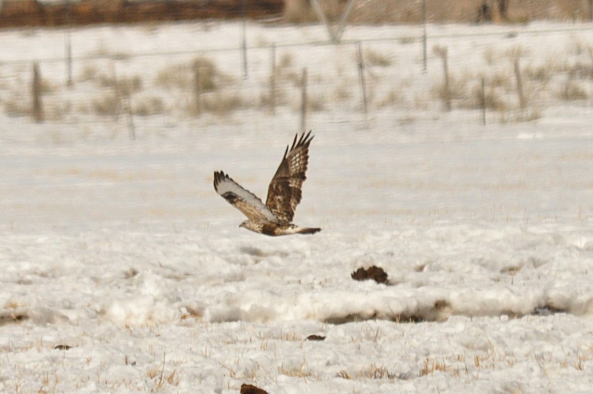 Зимняк - ML646974274