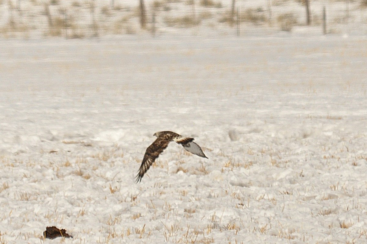 Зимняк - ML646974275