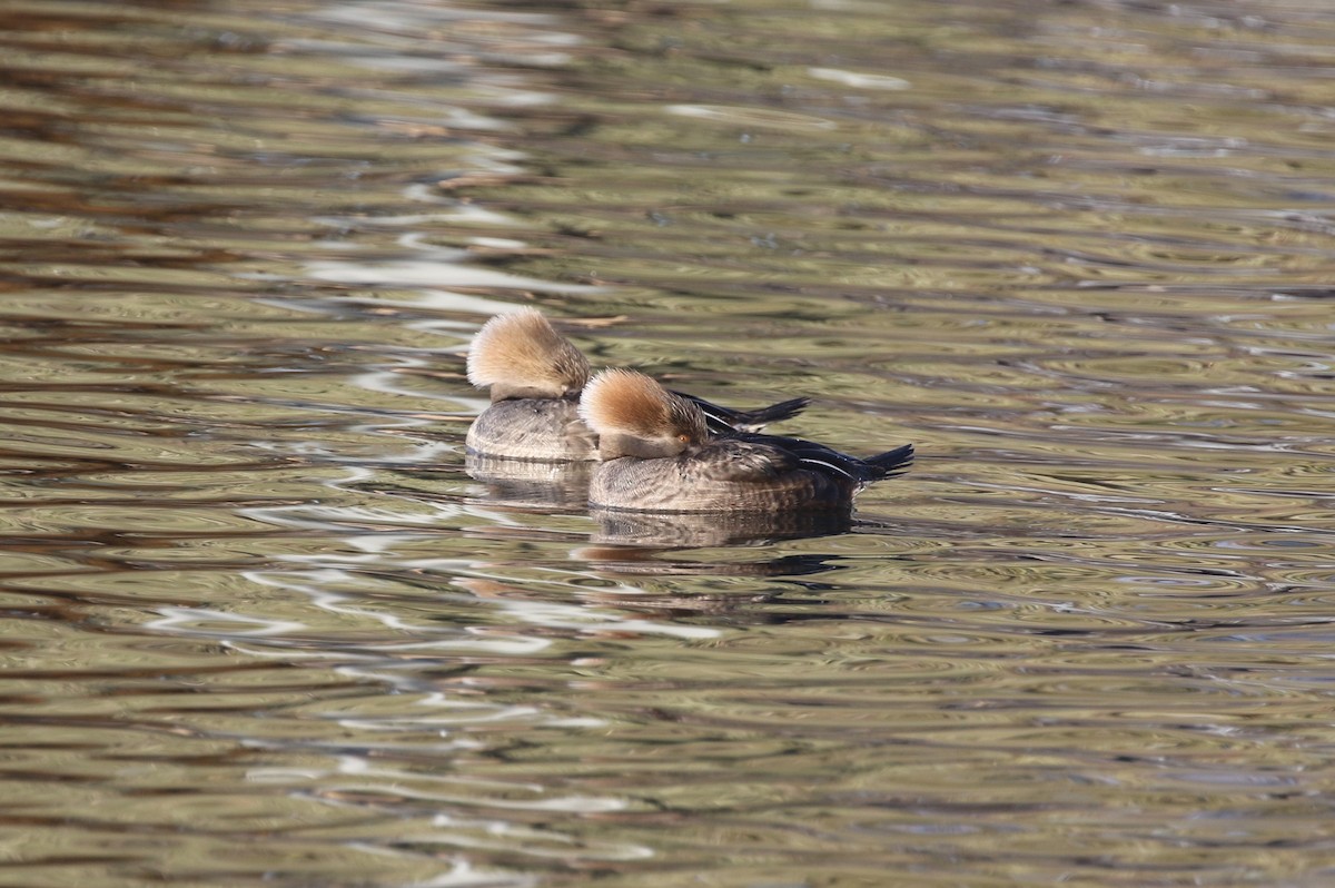 Hooded Merganser - ML646974276