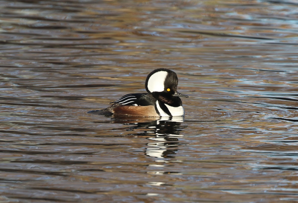 Hooded Merganser - ML646974285