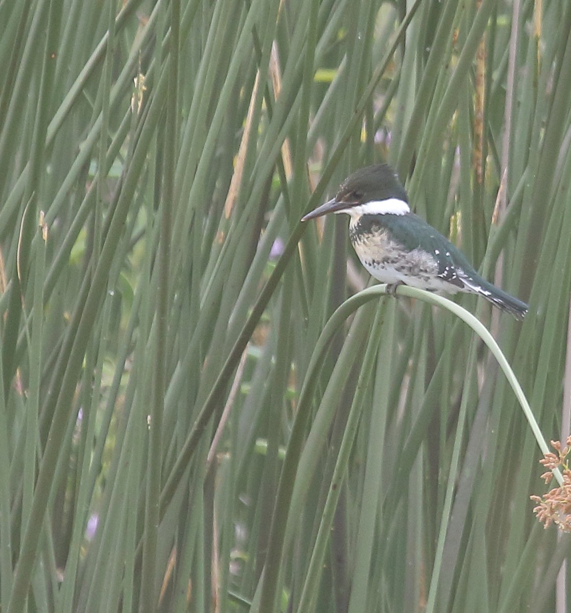 Зелёный зимородок - ML646974286