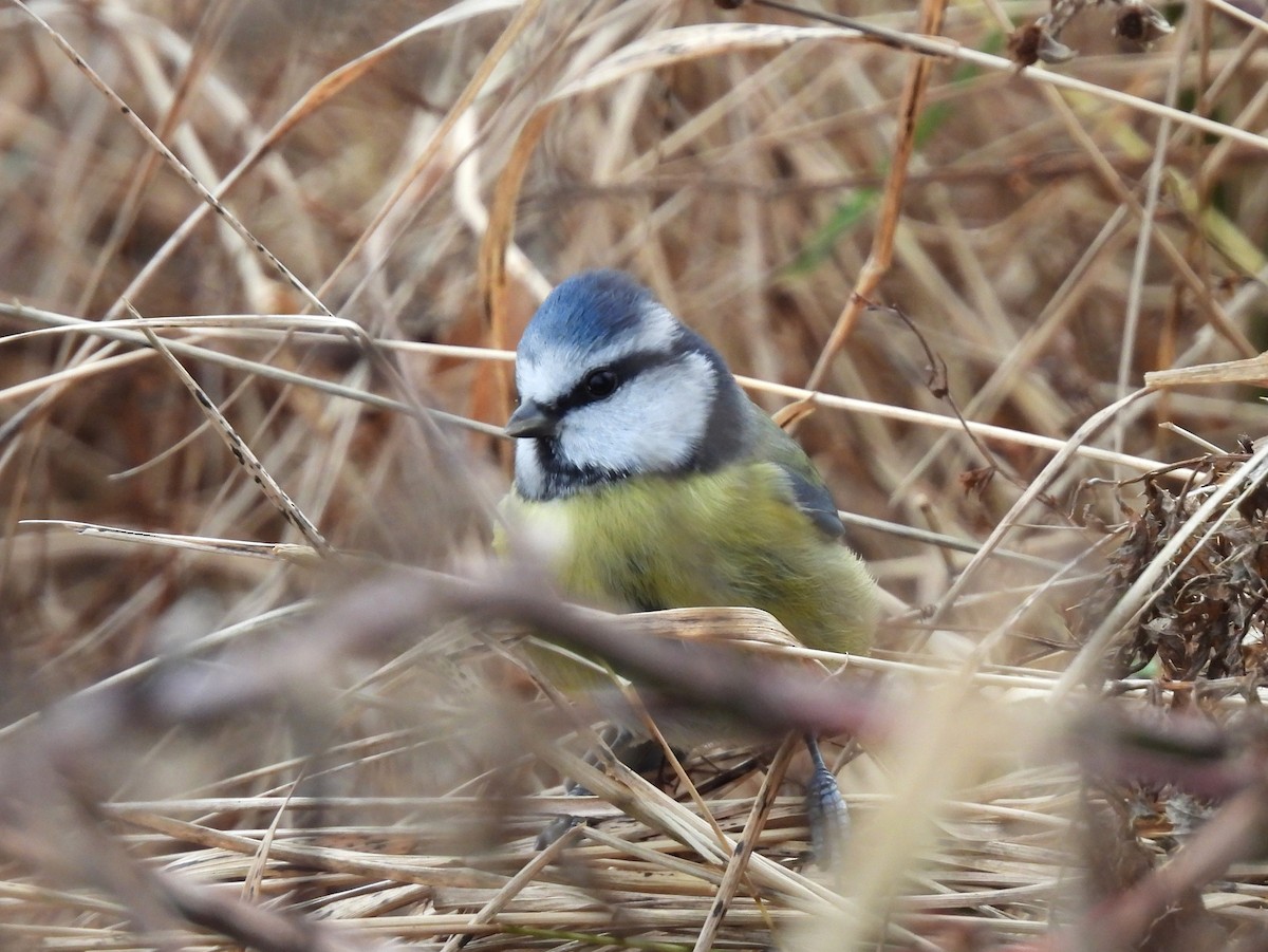 Eurasian Blue Tit - ML646974288