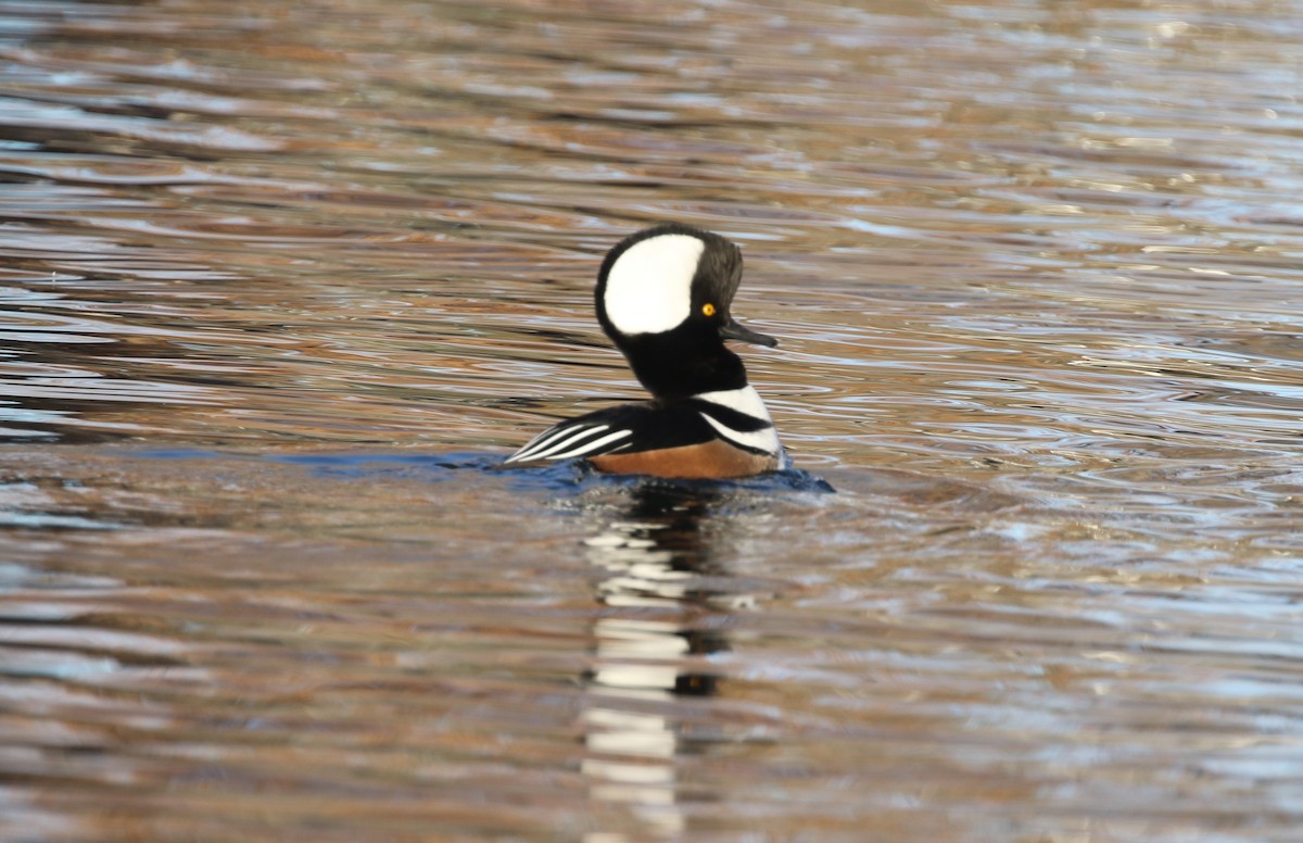 Hooded Merganser - ML646974293