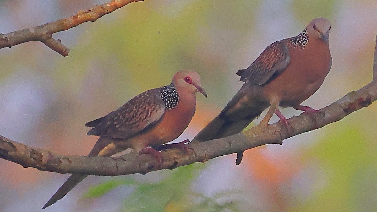 珠頸斑鳩 - ML646974296