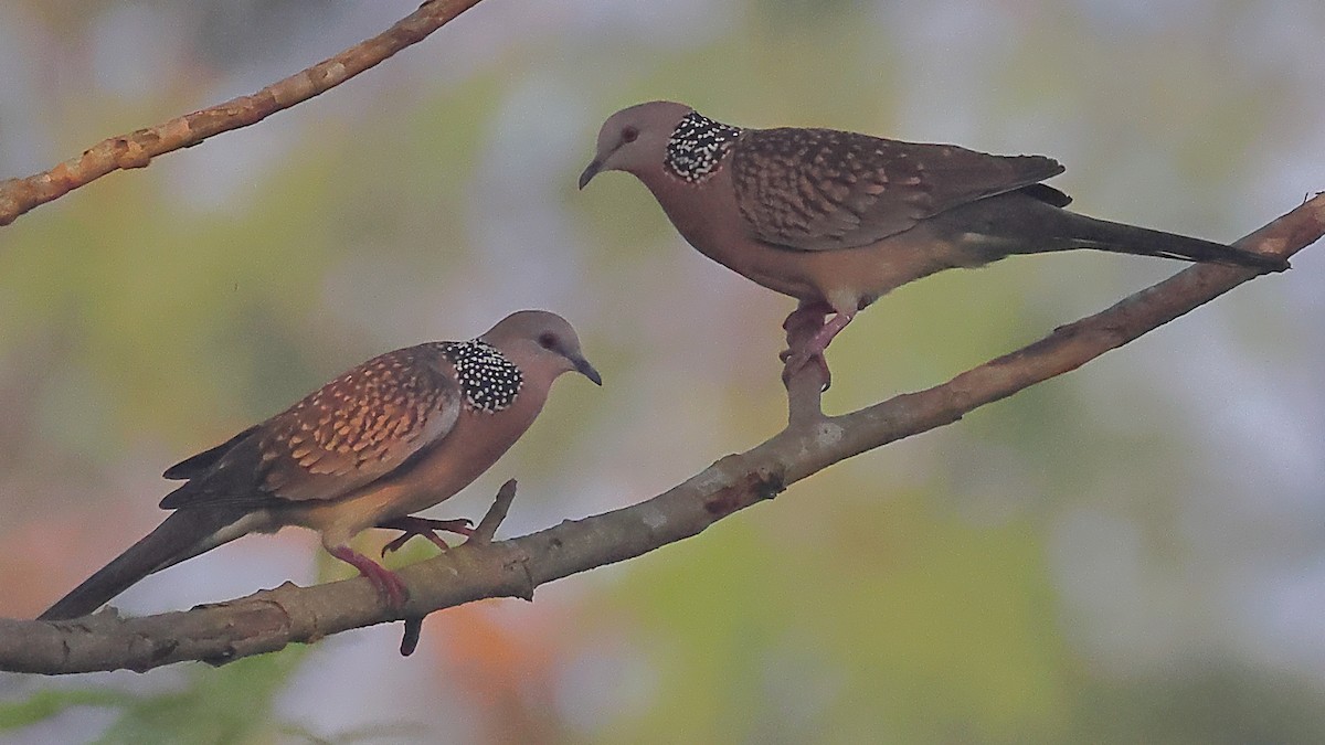 珠頸斑鳩 - ML646974297