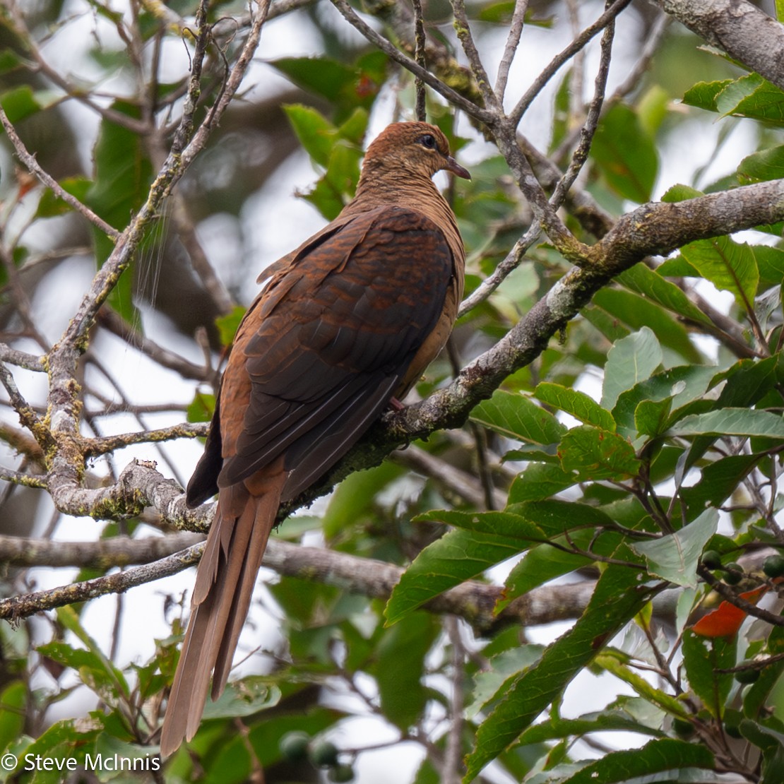 Amboyna Cuckoo-Dove - ML646974298