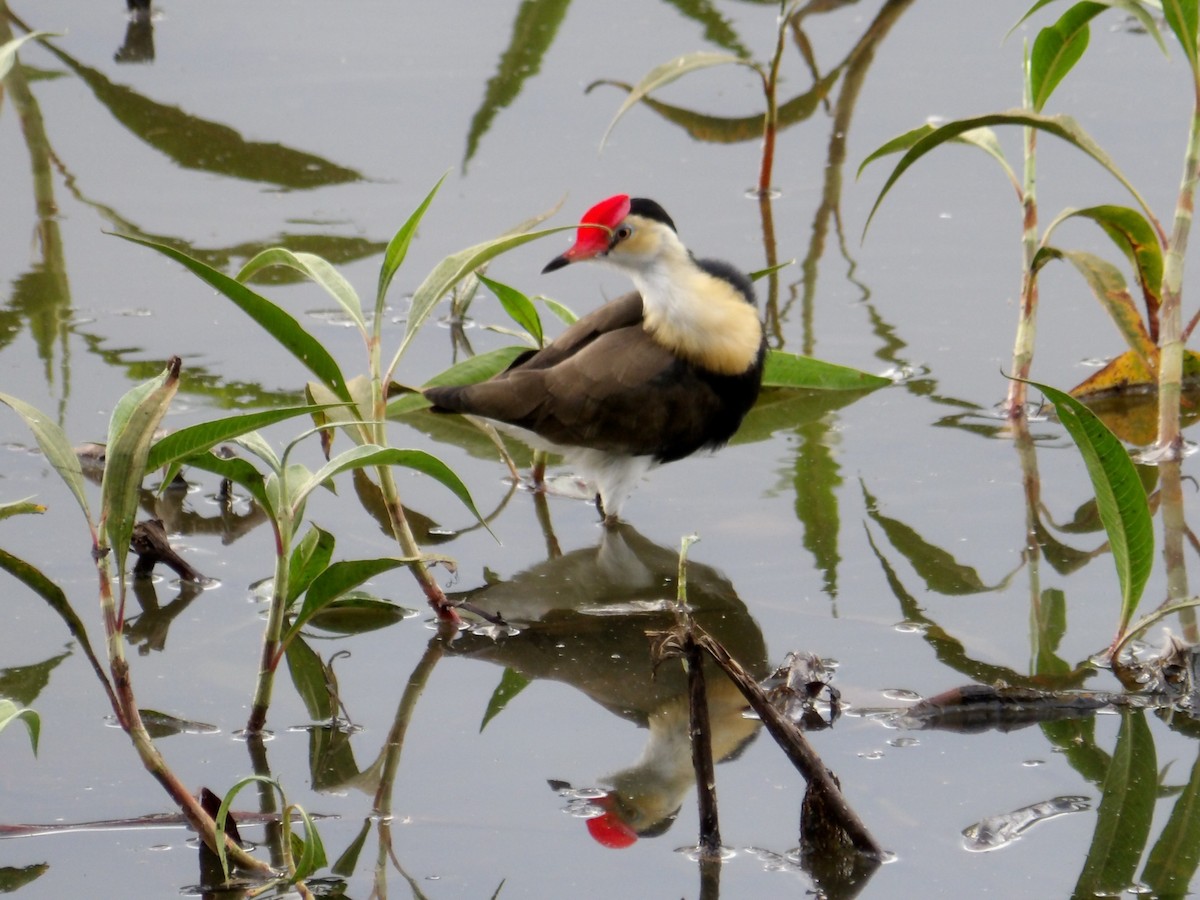 Comb-crested Jacana - ML646974299