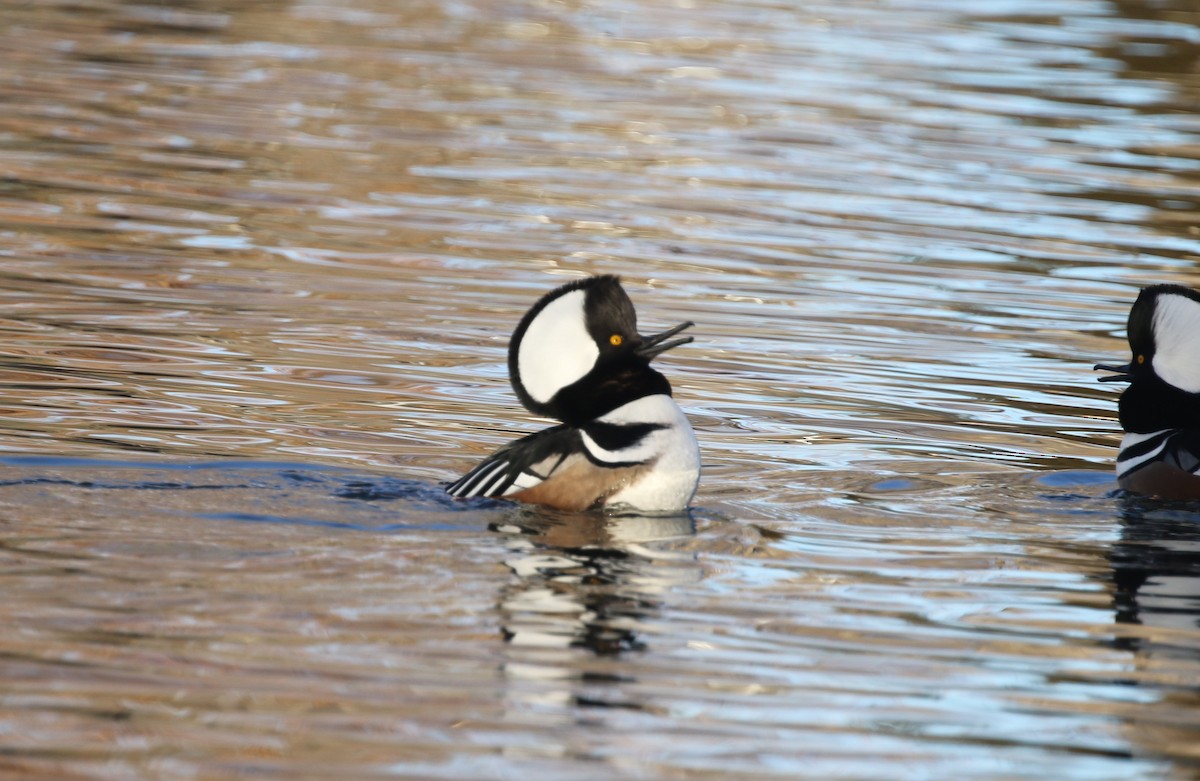 Hooded Merganser - ML646974301