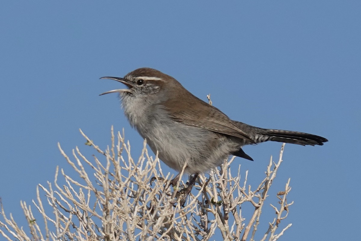 Bewick's Wren - ML646974303