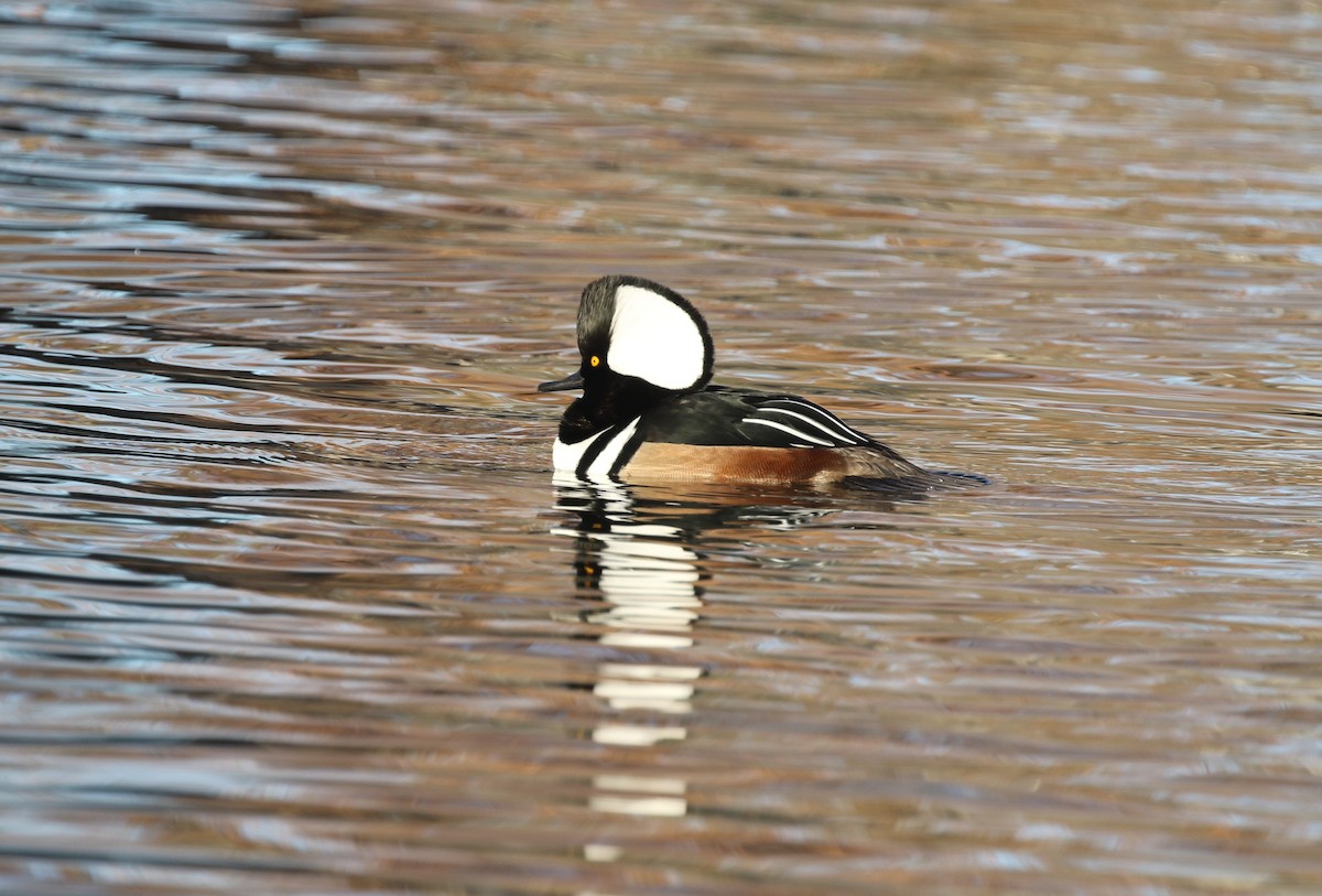 Hooded Merganser - ML646974304