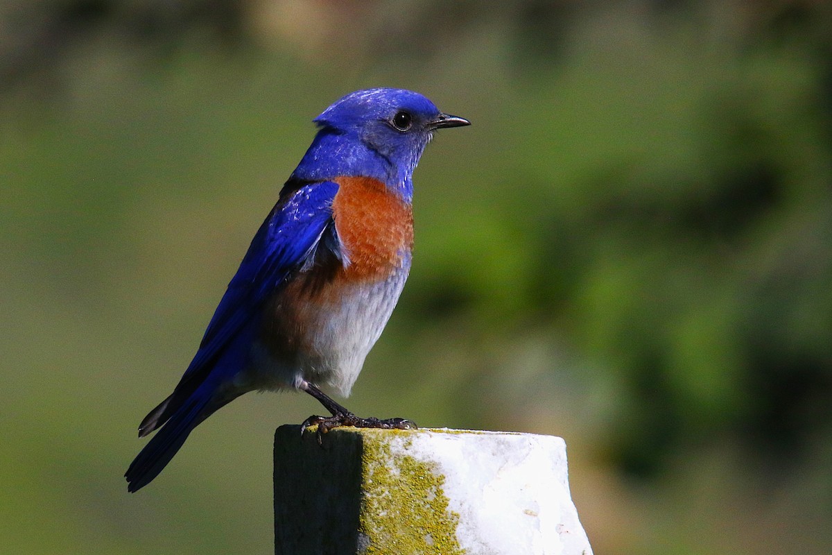 Western Bluebird - ML646974309