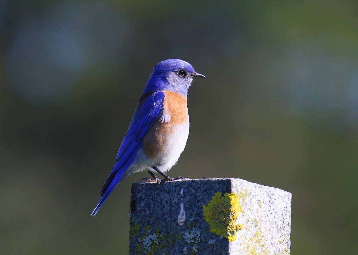 Western Bluebird - ML646974310