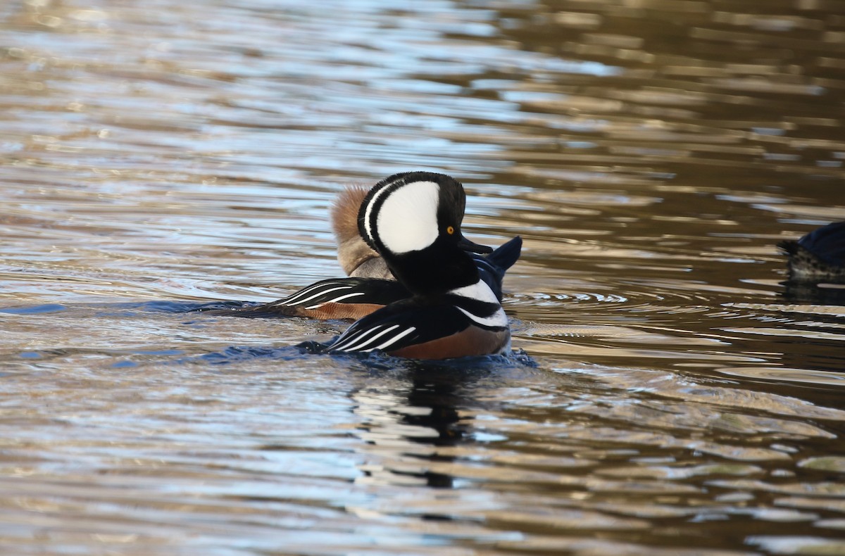 Hooded Merganser - ML646974312
