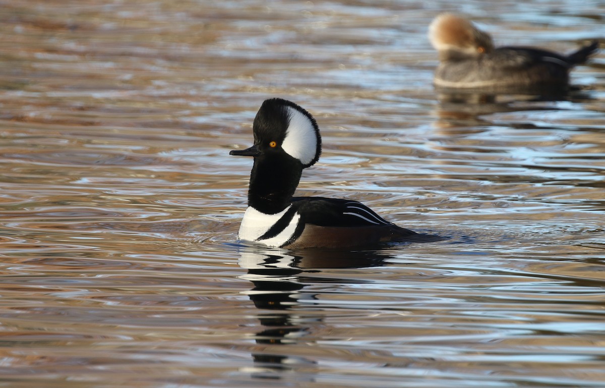 Hooded Merganser - ML646974319