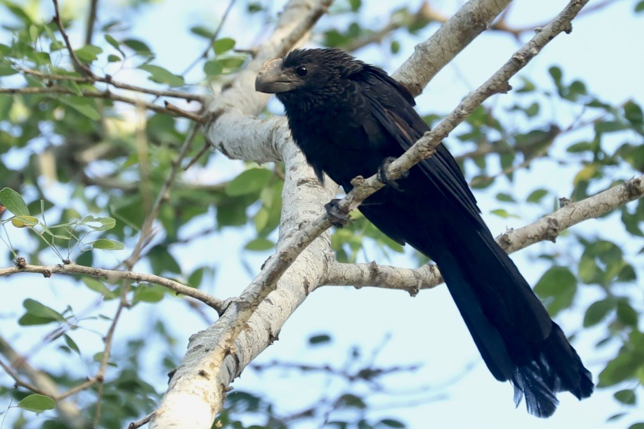 Ані товстодзьобий - ML646974320