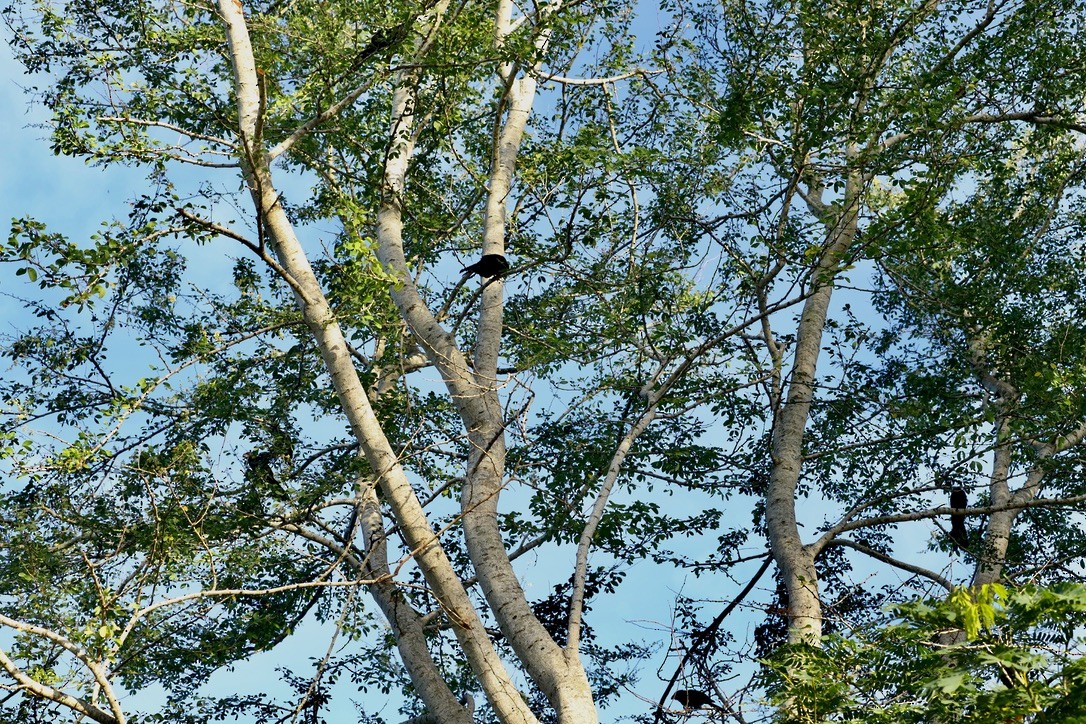 Ані товстодзьобий - ML646974322