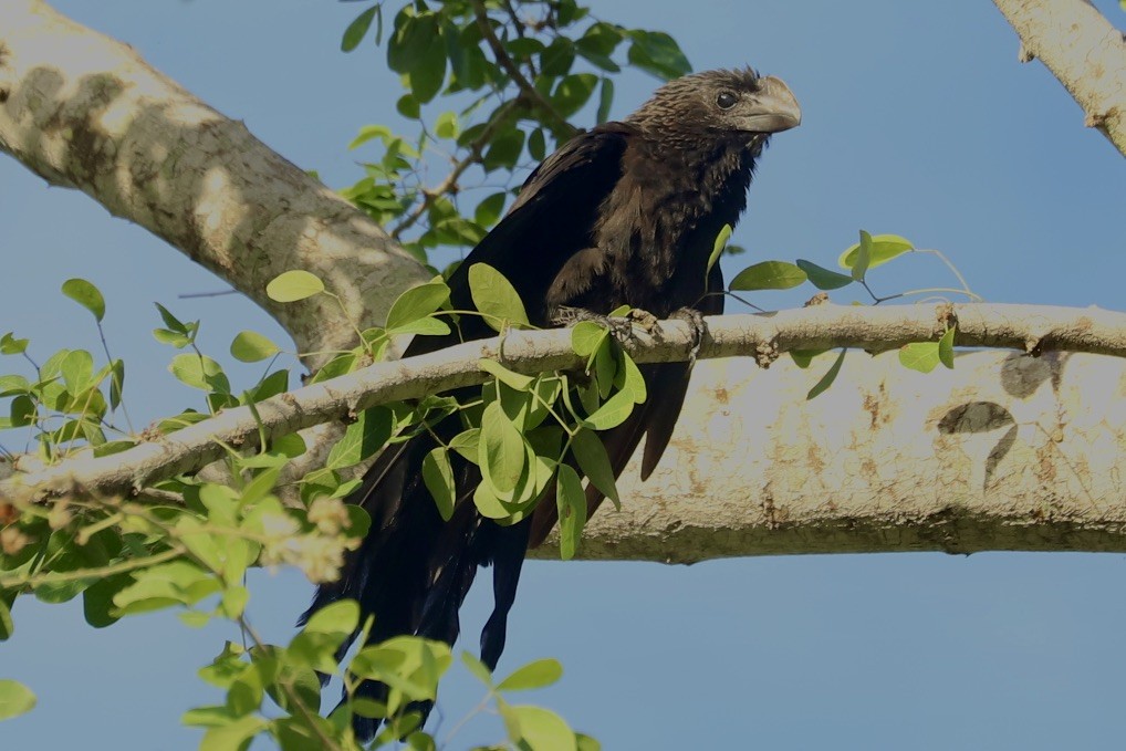 Ані товстодзьобий - ML646974323