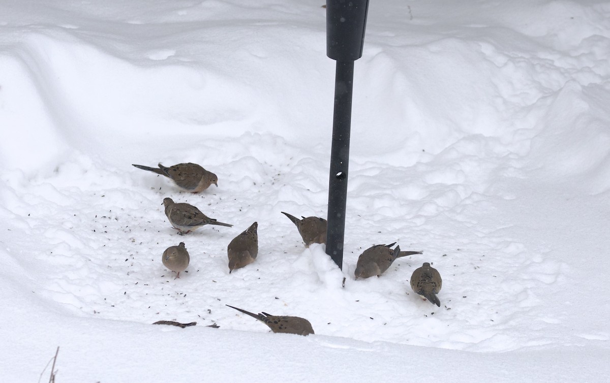 Mourning Dove - ML646974324