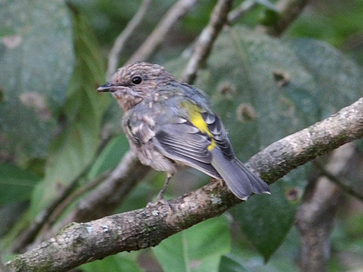 Eastern Yellow Robin - ML646974327