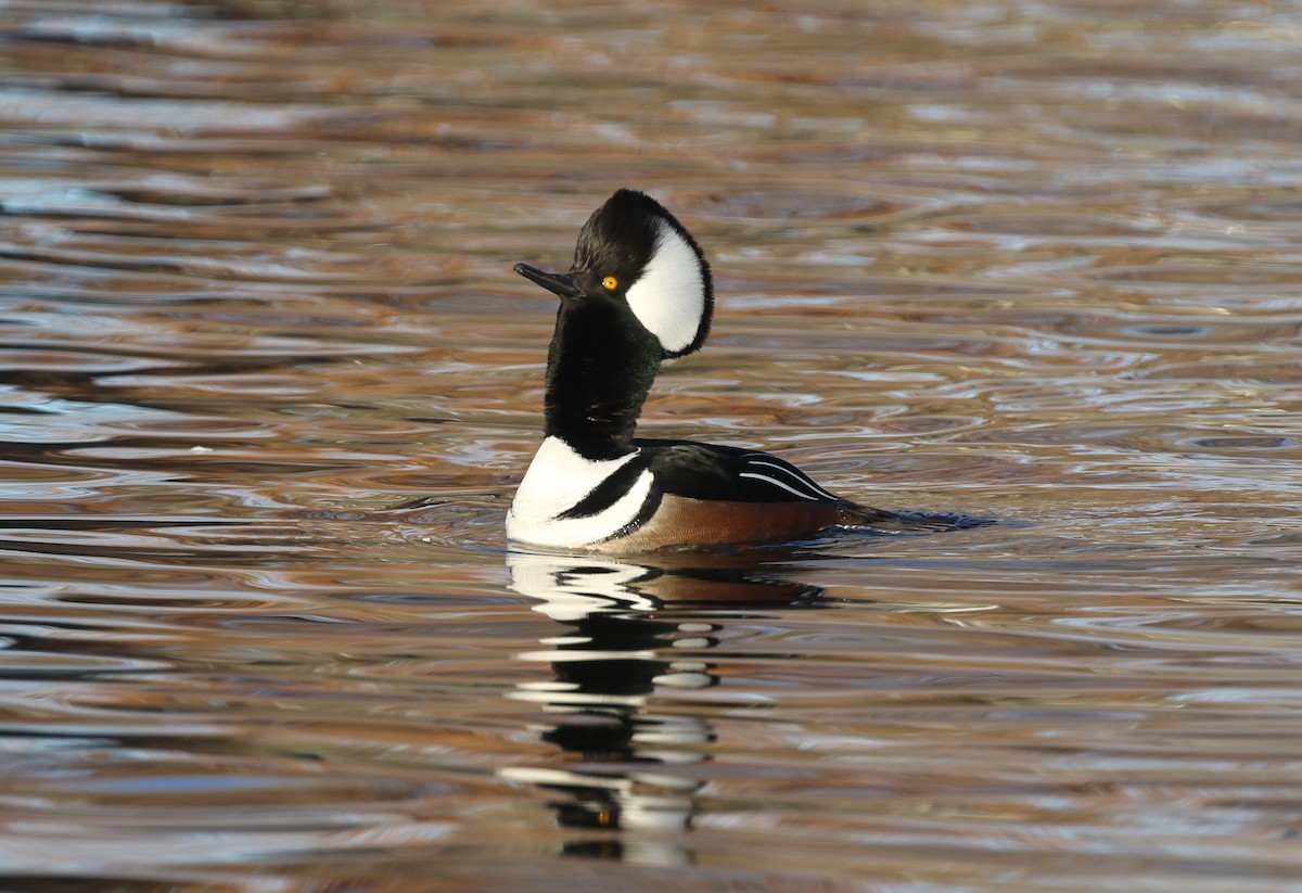 Hooded Merganser - ML646974328