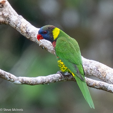 Coconut Lorikeet - ML646974329