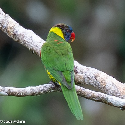 Coconut Lorikeet - ML646974330