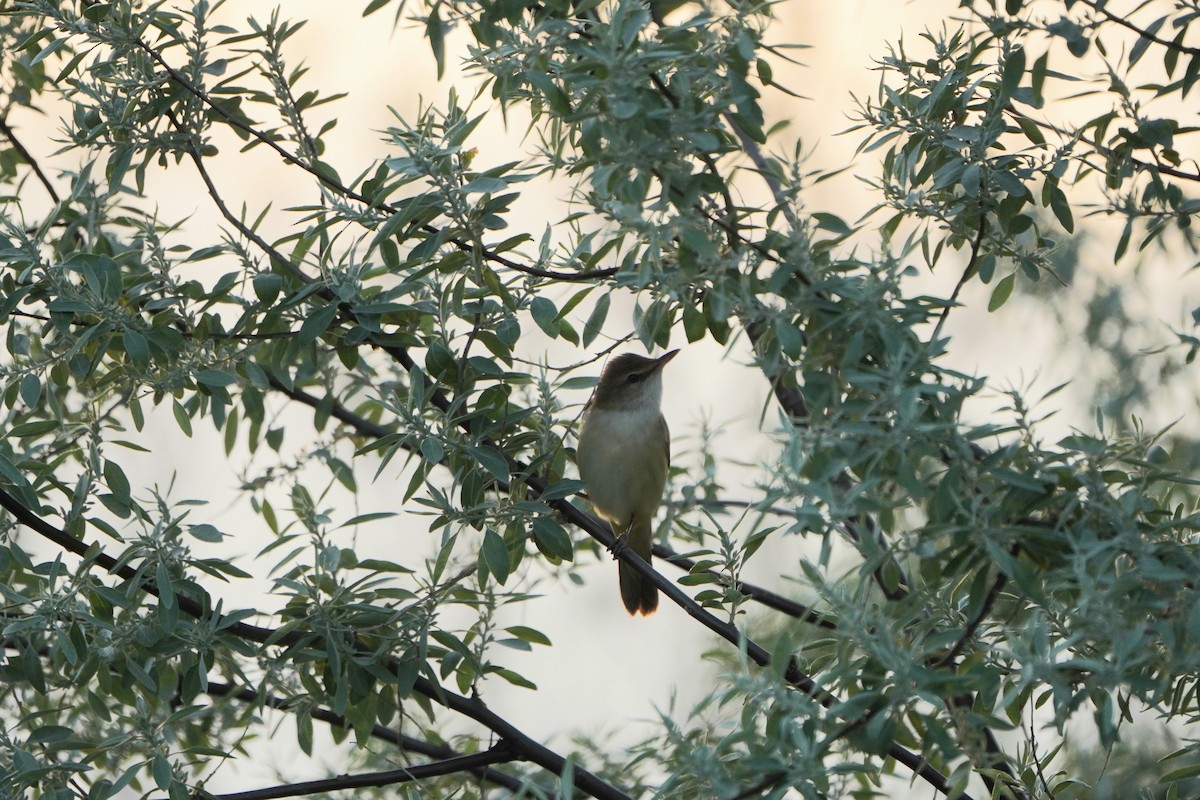 ニシオオヨシキリ - ML646974331