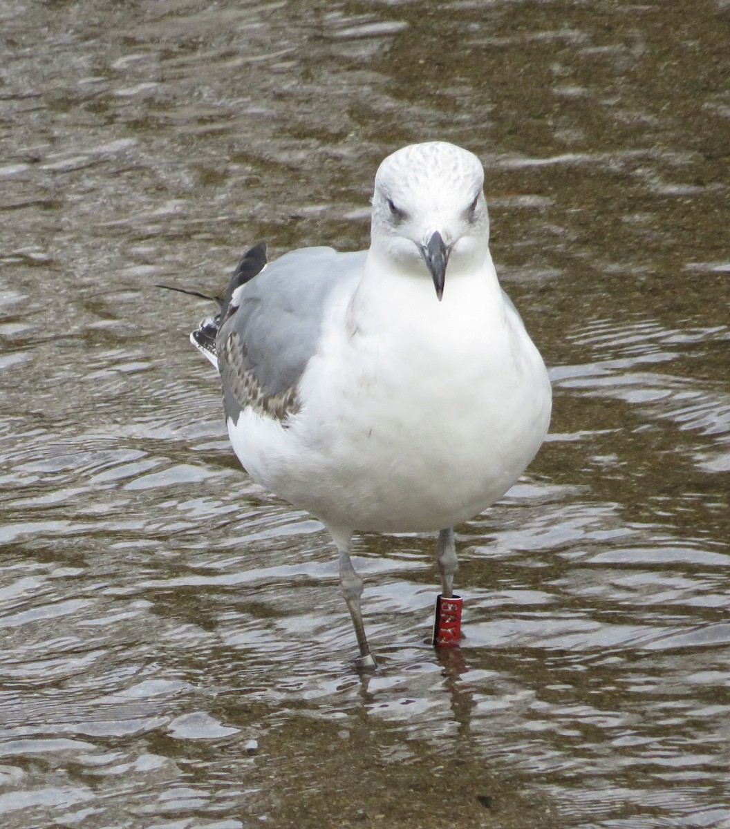 שחף צהוב-רגל - ML646974332