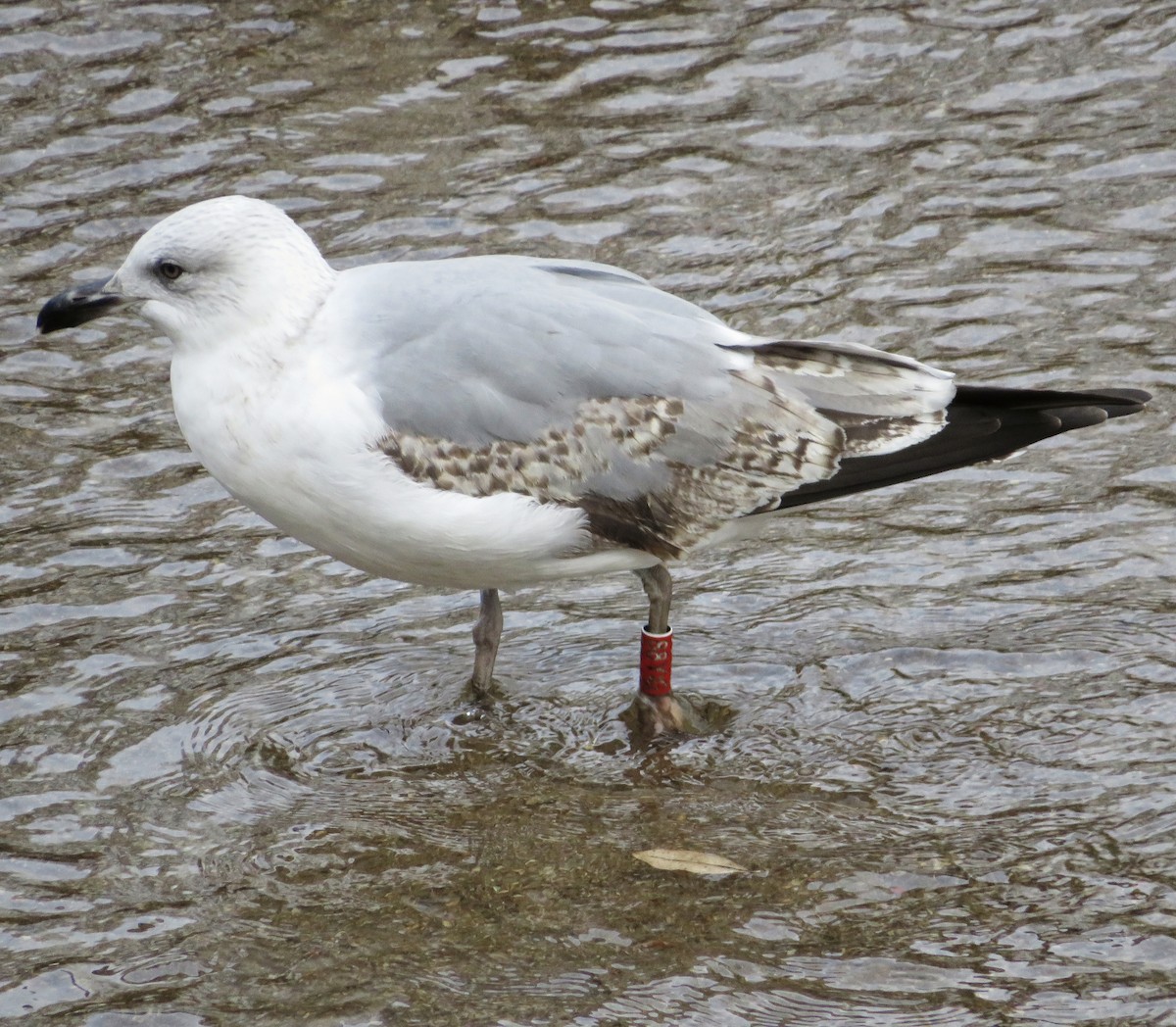 שחף צהוב-רגל - ML646974333