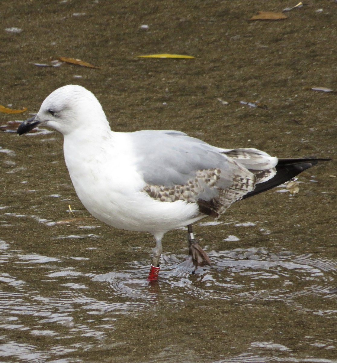 שחף צהוב-רגל - ML646974334