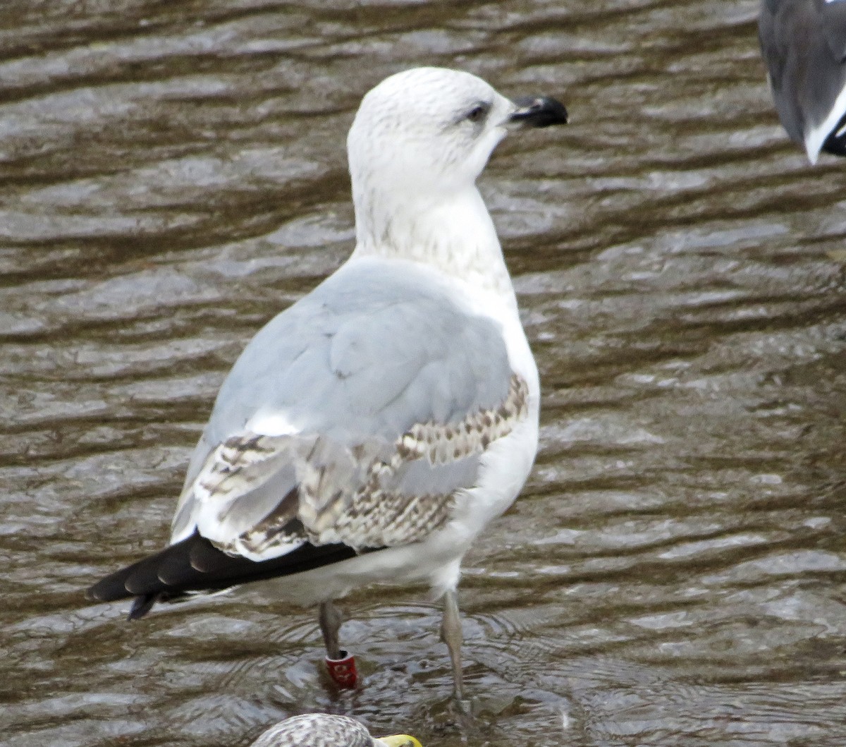 שחף צהוב-רגל - ML646974335