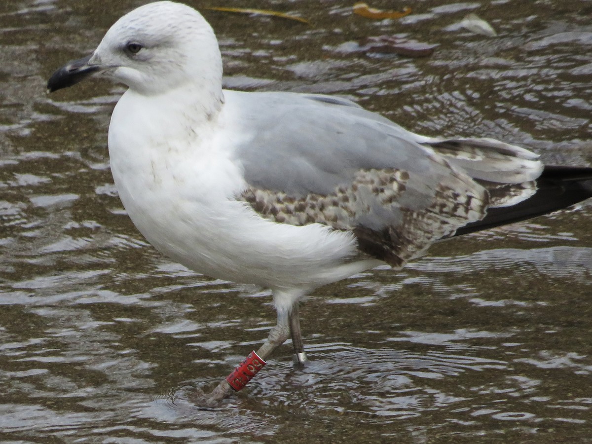 שחף צהוב-רגל - ML646974336