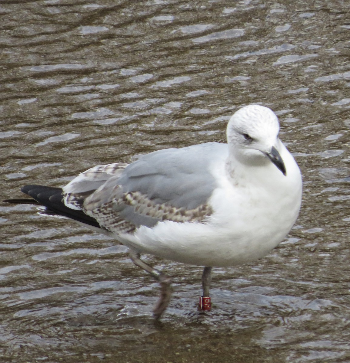 שחף צהוב-רגל - ML646974337