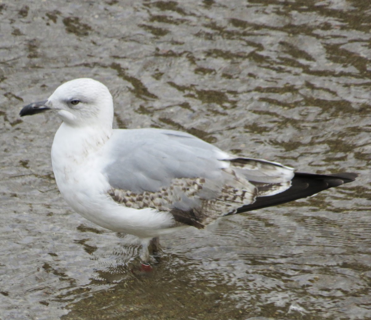 שחף צהוב-רגל - ML646974338