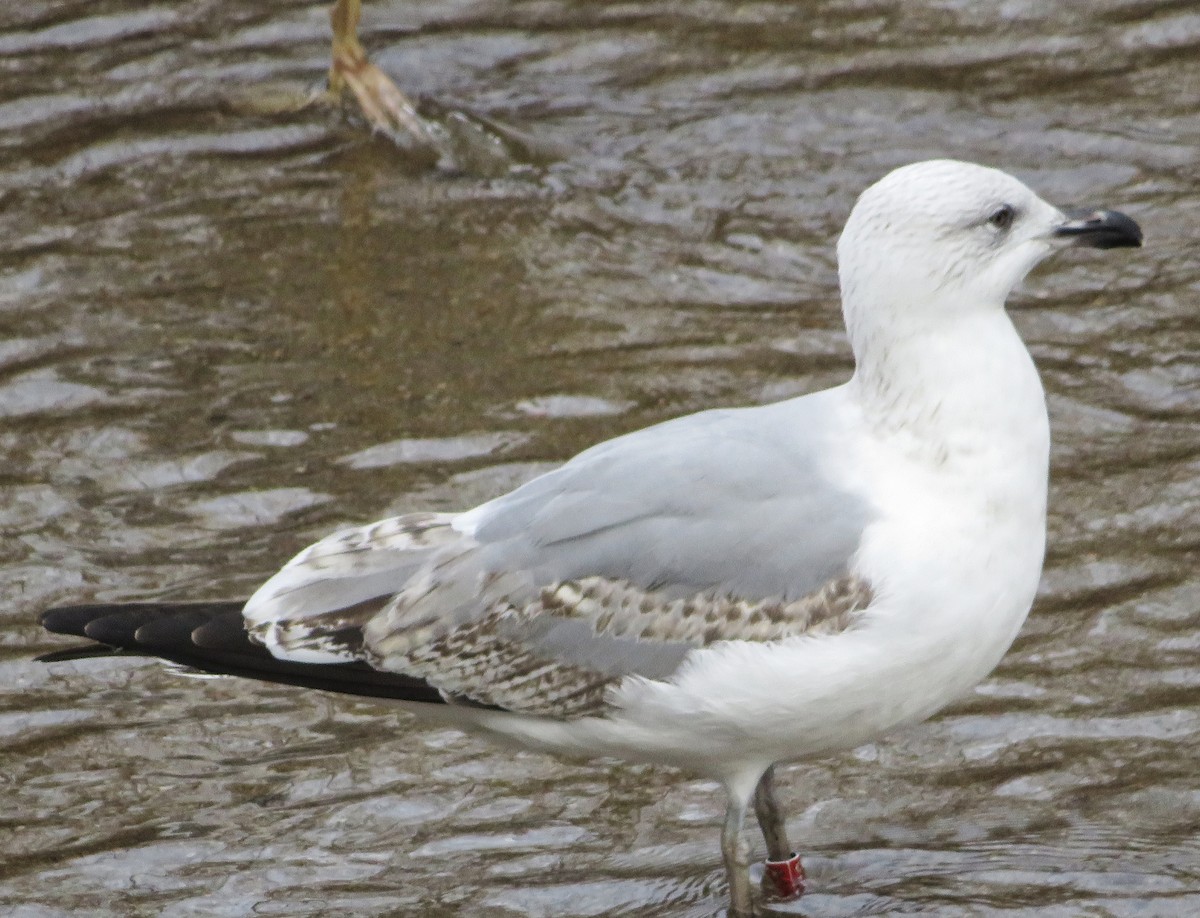 שחף צהוב-רגל - ML646974339