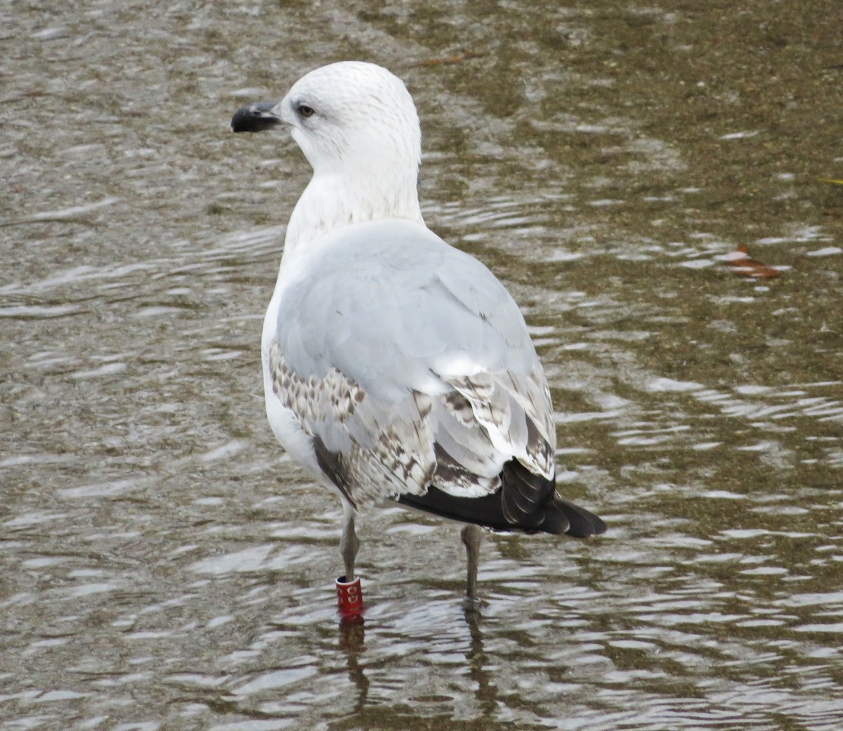 שחף צהוב-רגל - ML646974340