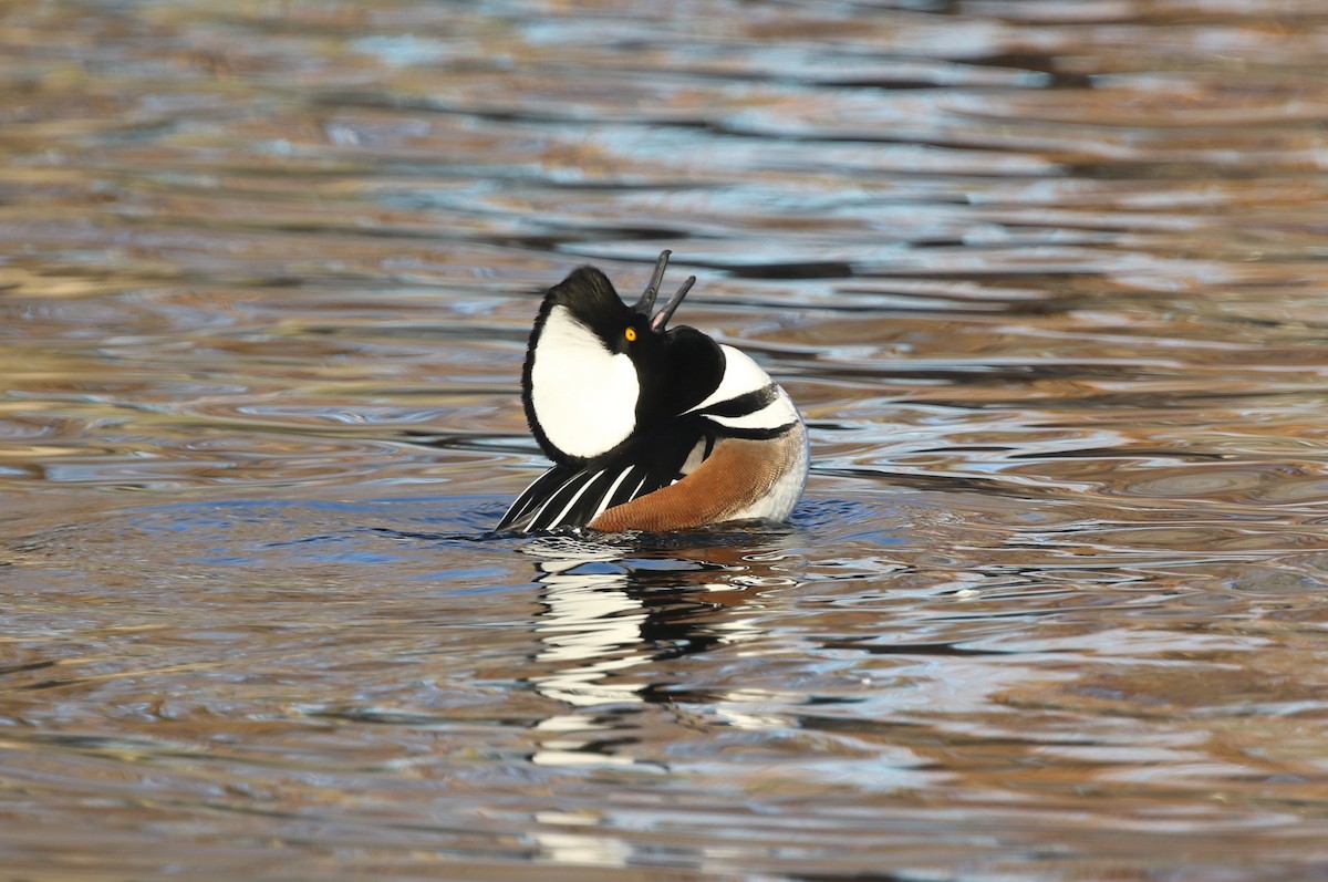Hooded Merganser - ML646974341