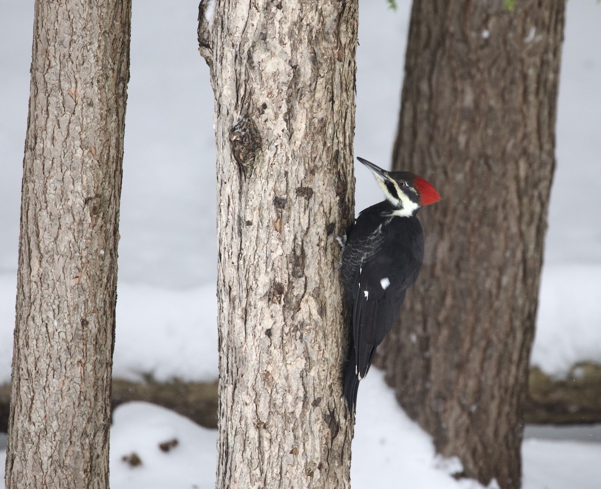 Pileated Woodpecker - ML646974343