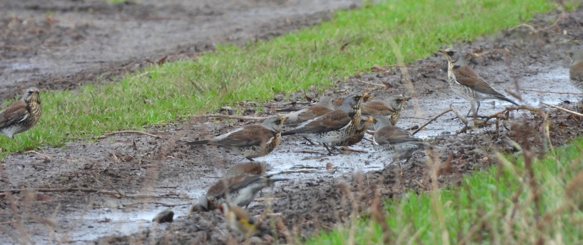 gråtrost - ML646974346