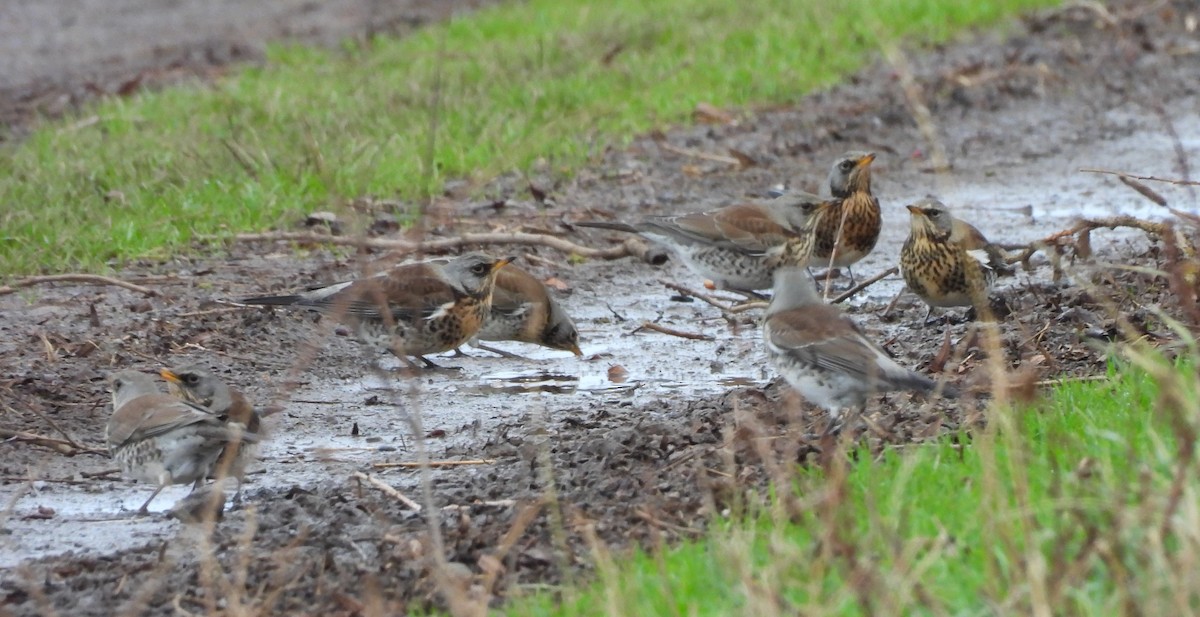 gråtrost - ML646974347